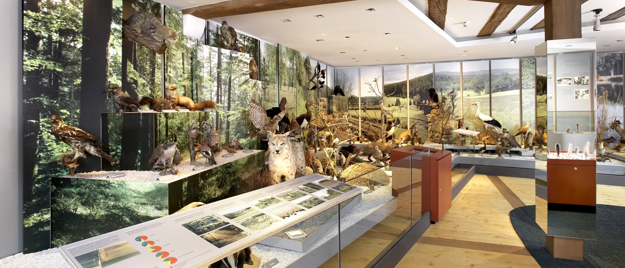 Das Foto zeigt den Blick in die naturkundliche Dauerausstellung auf das Diorama mit Waldtieren und eine Medienstation.
