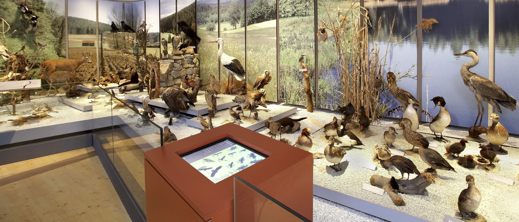 Das Foto zeigt den Blick auf das Diorama in der naturkundlichen Dauerausstellung. Tiere am Waldrand, in der Hecke und am Wasser. Dazu eine Medienstation.